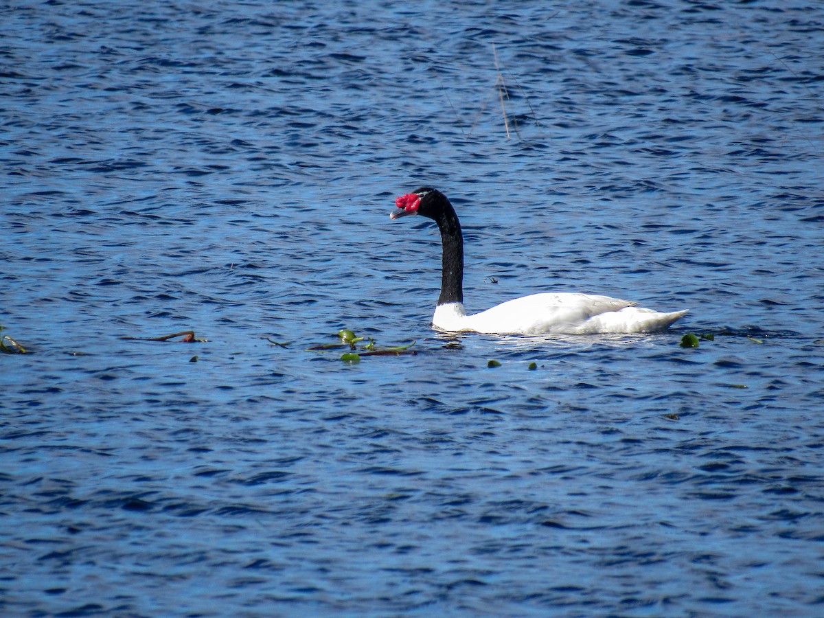 Black-necked Swan - Luis  Weymar Junior