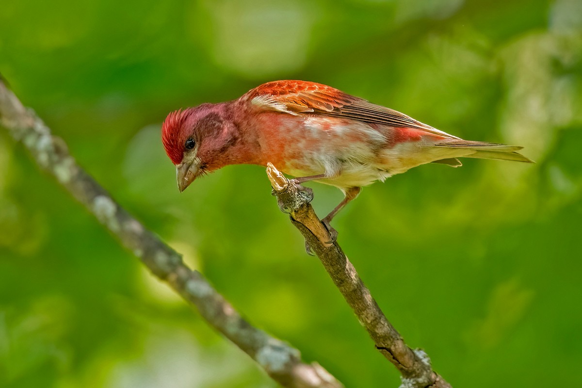 Purple Finch - Sue Barth