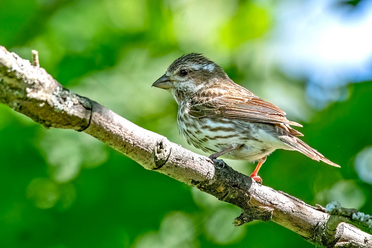 Purple Finch - Sue Barth