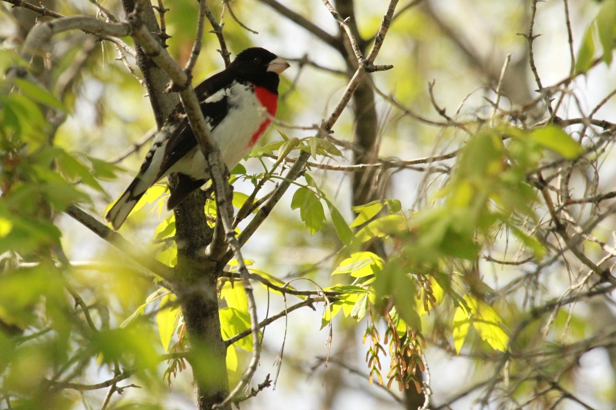 Rose-breasted Grosbeak - Geoffrey Urwin