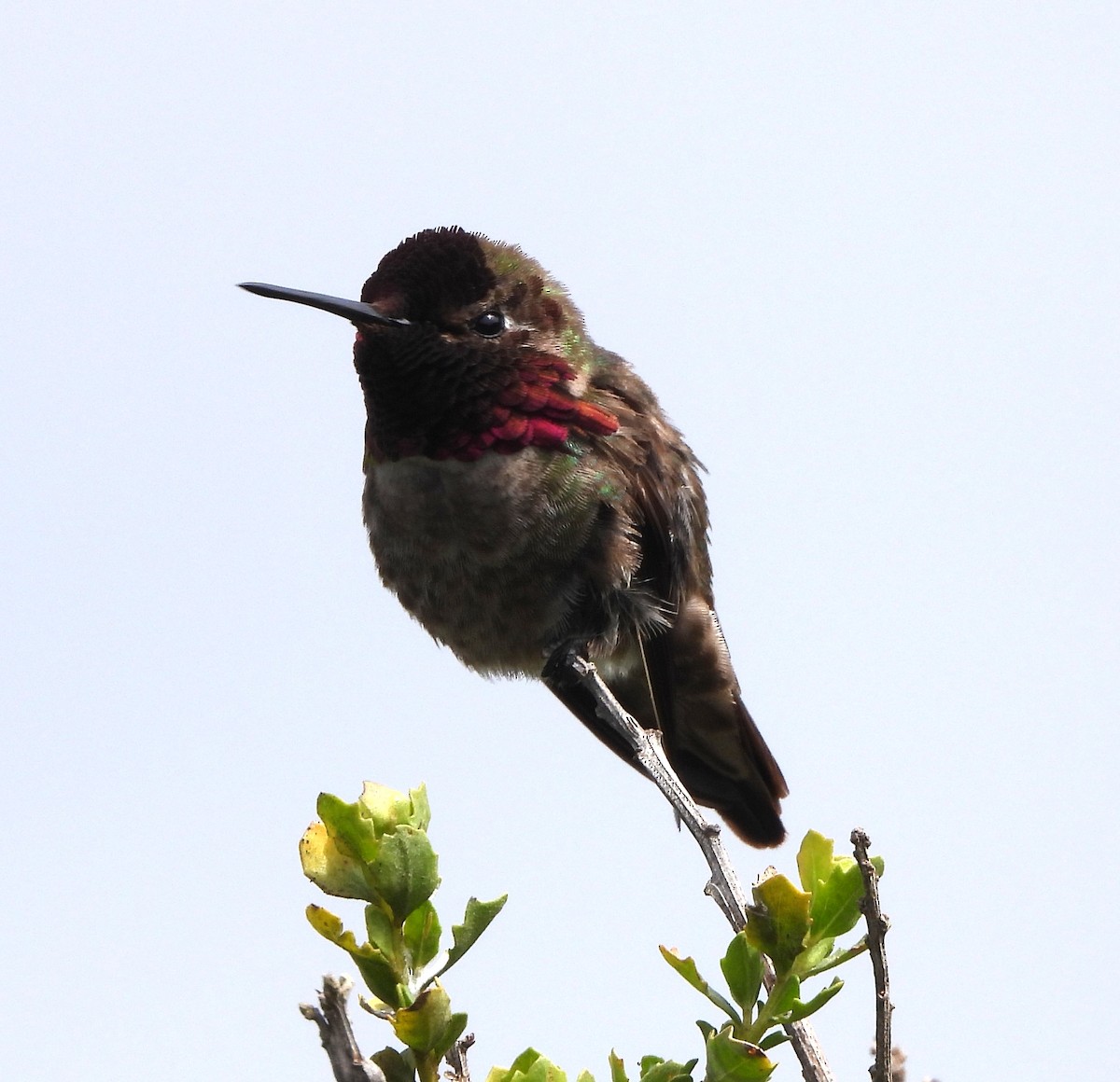 Anna's Hummingbird - ML619637377