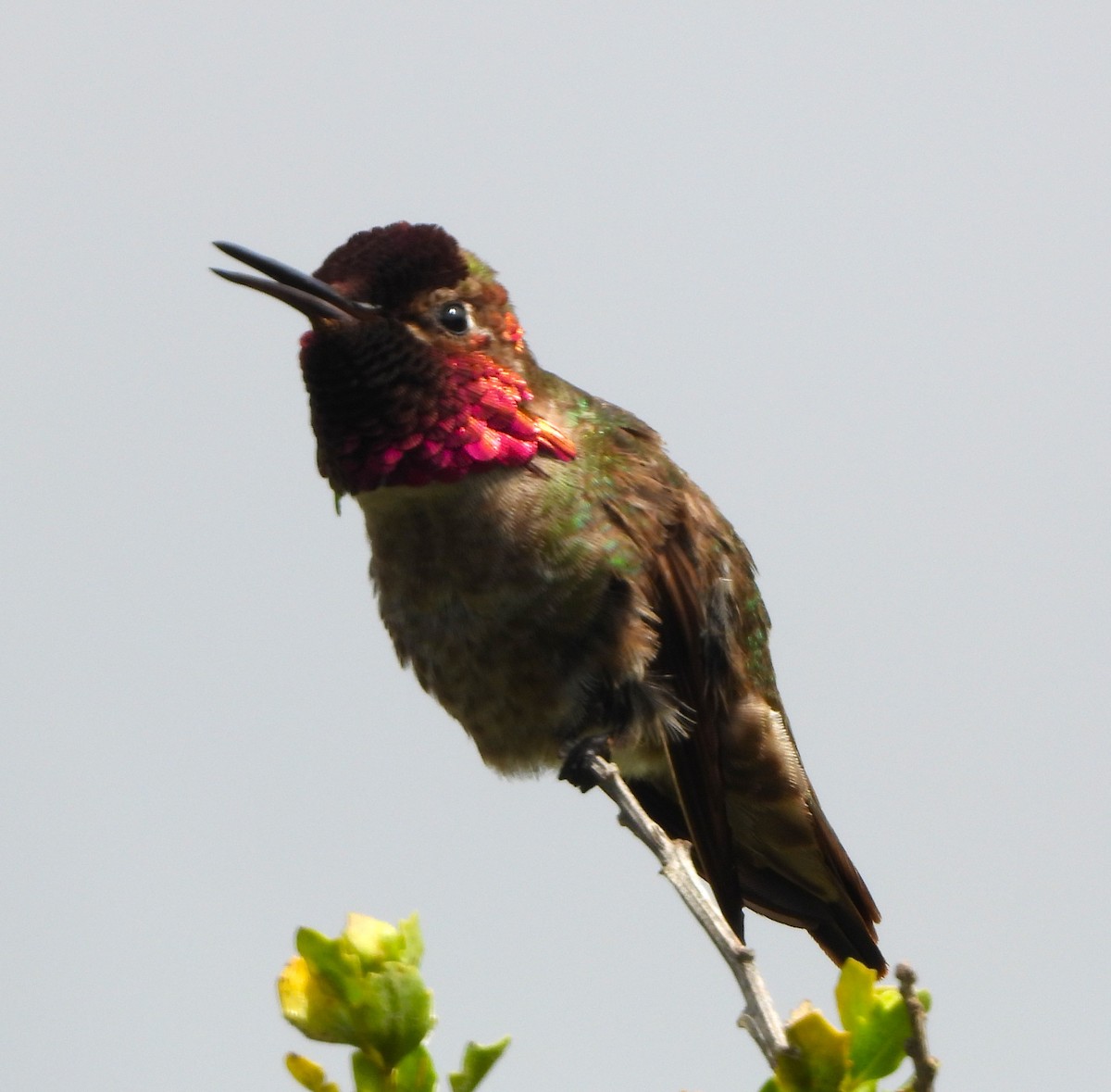 Anna's Hummingbird - ML619637378