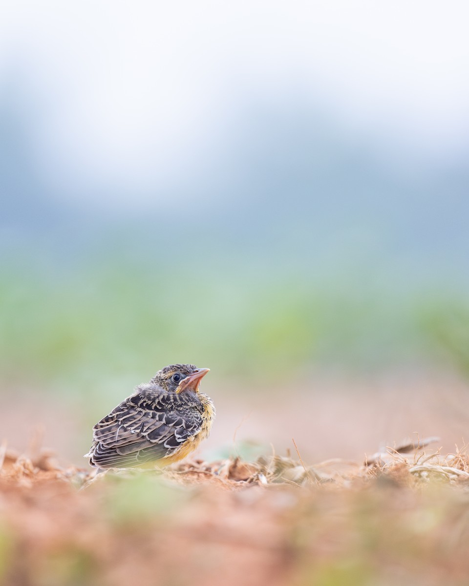 Eastern Meadowlark - ML619637382