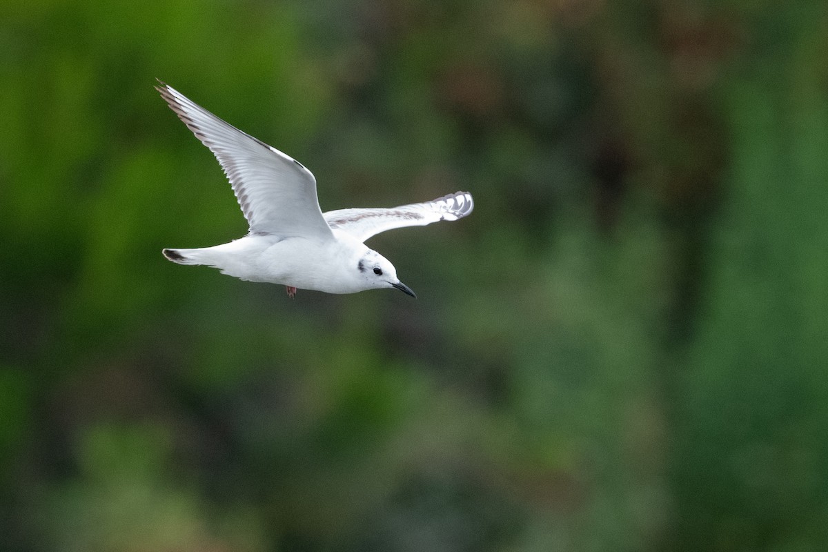 Bonaparte's Gull - Cynthia  Case