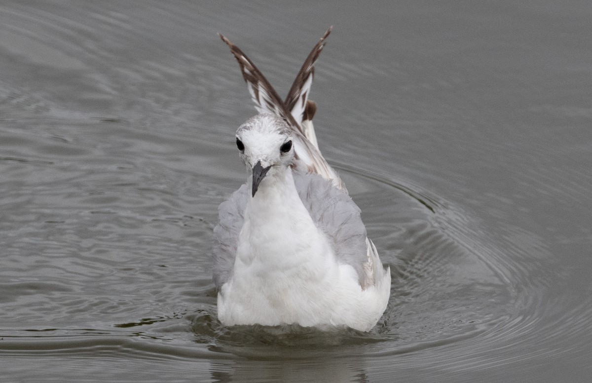 Bonaparte's Gull - Cynthia  Case