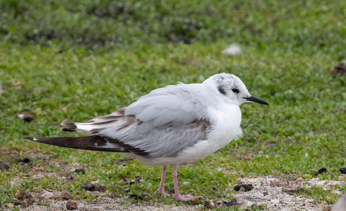 Bonaparte's Gull - Cynthia  Case