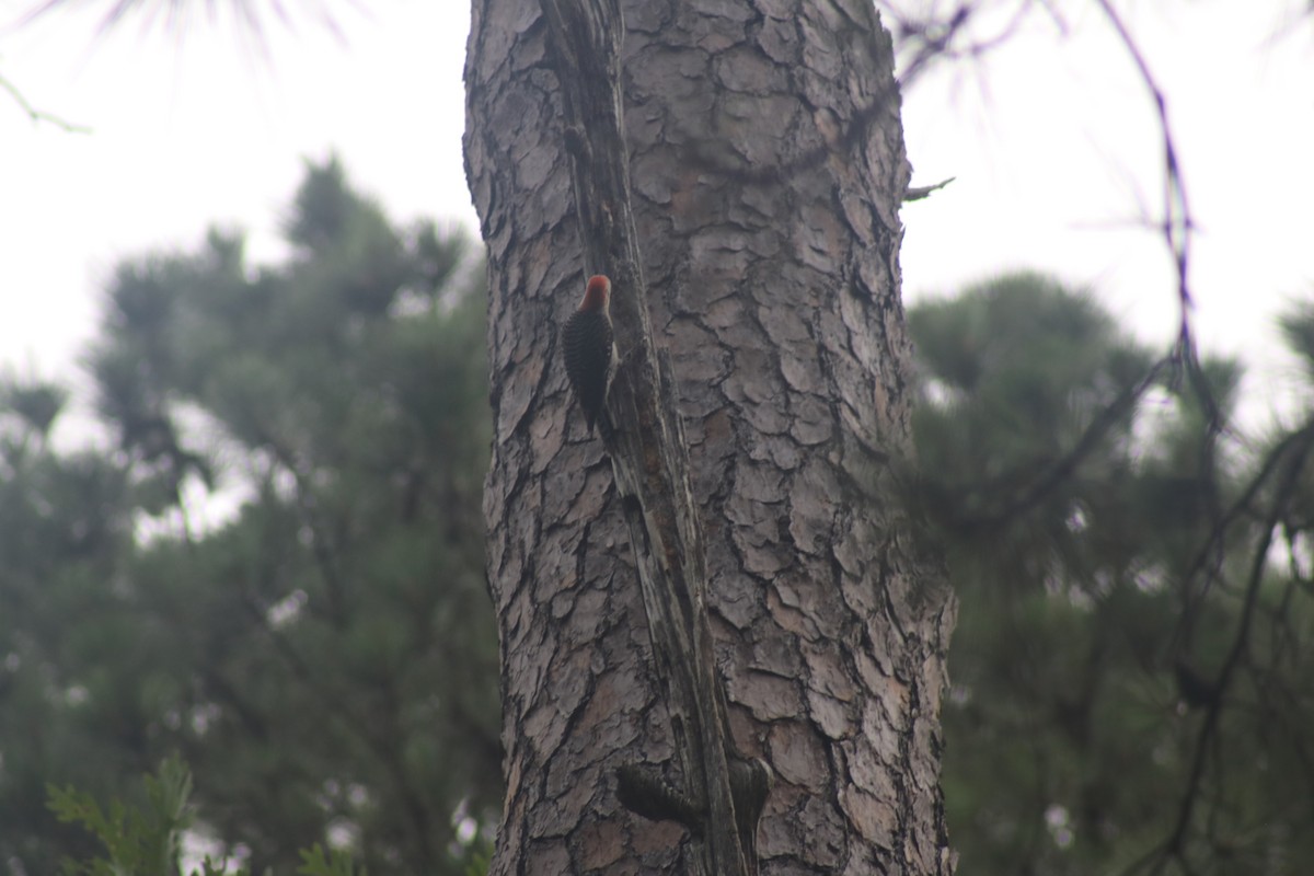 Red-bellied Woodpecker - Andrew Wiser