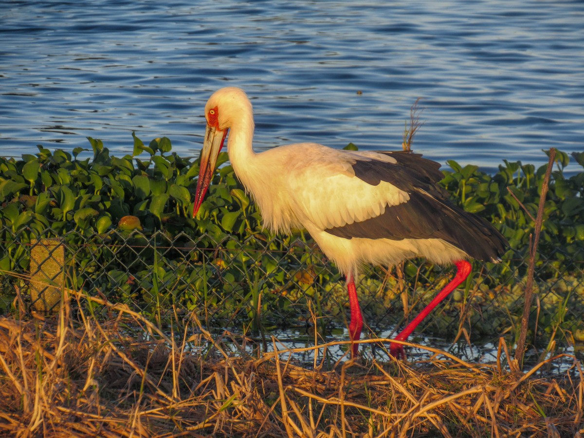 Maguari Stork - ML619637391