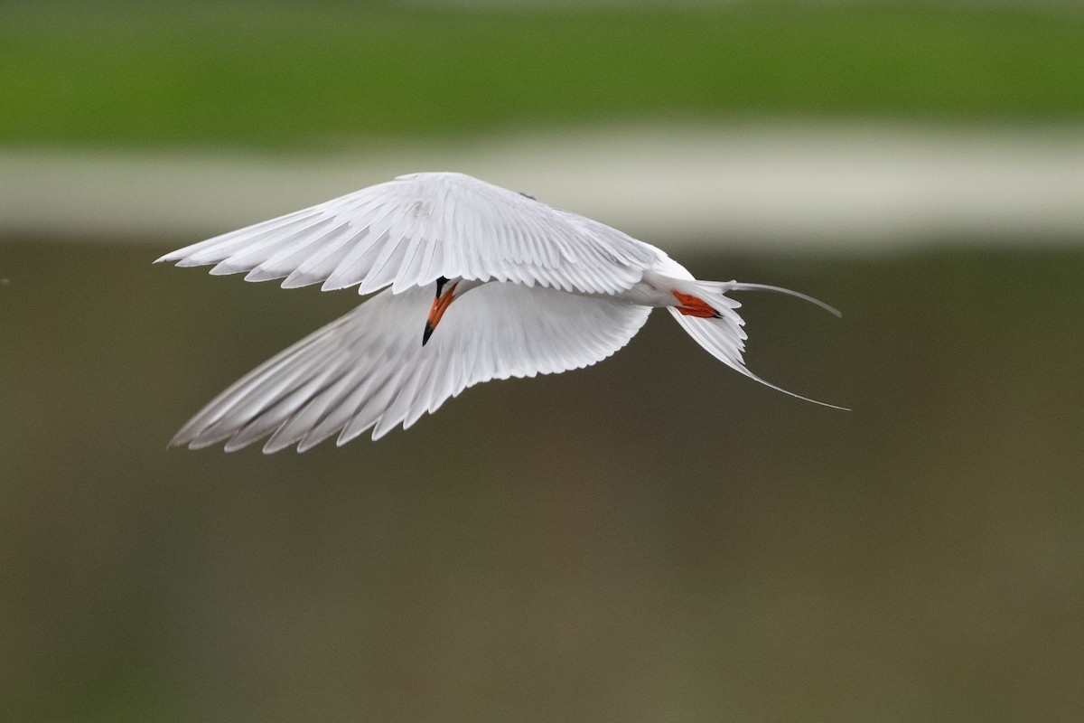 Forster's Tern - Cynthia  Case