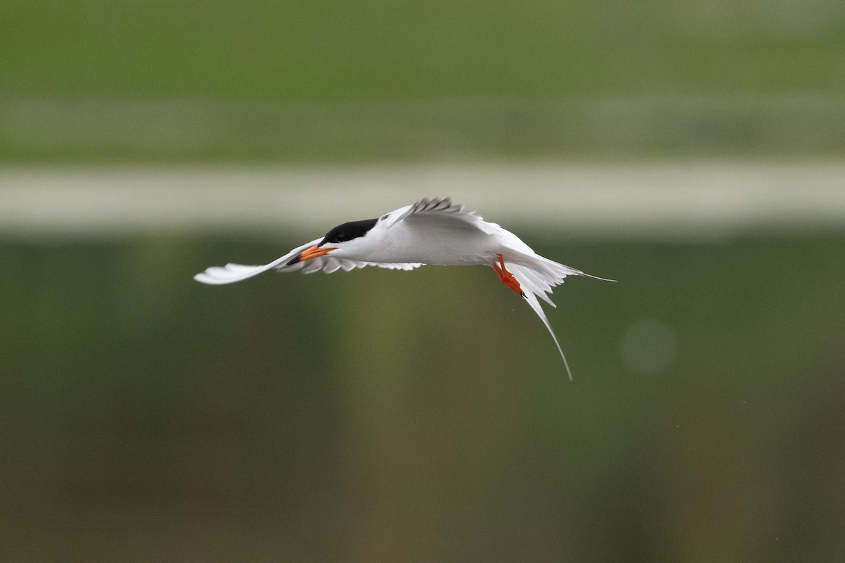 Forster's Tern - Cynthia  Case