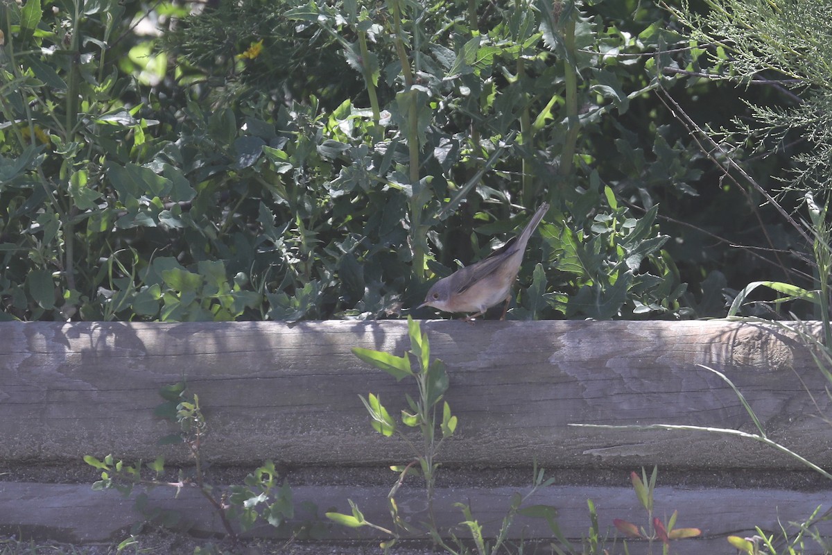 Moltoni's Warbler - ML619637408