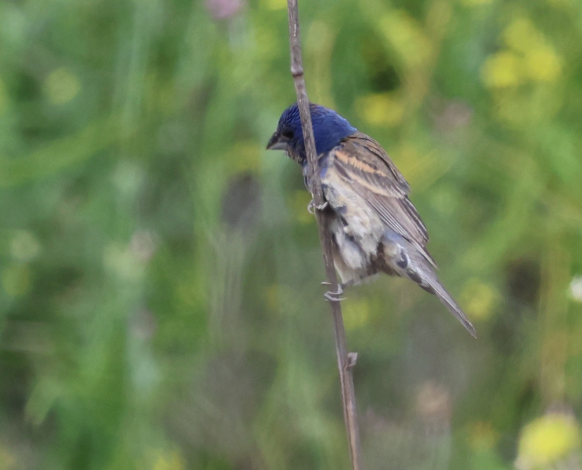 Blue Grosbeak - Sally Veach