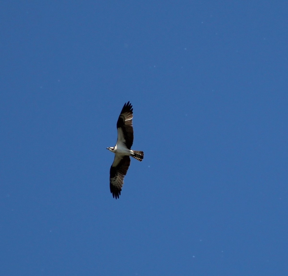 Águila Pescadora - ML619637412