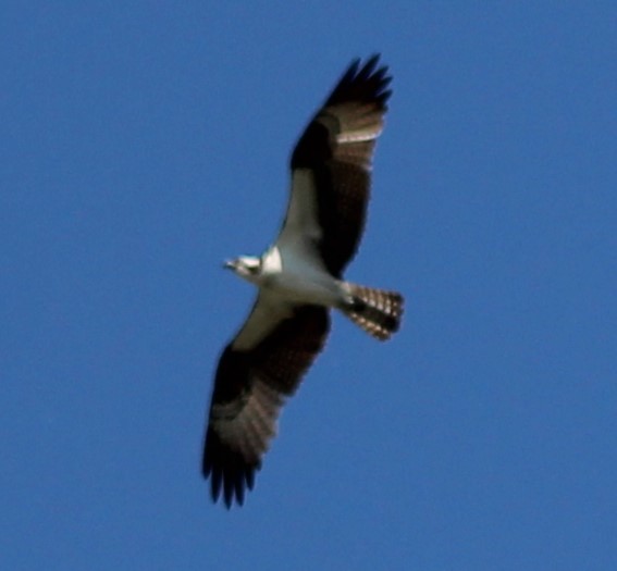 Águila Pescadora - ML619637413