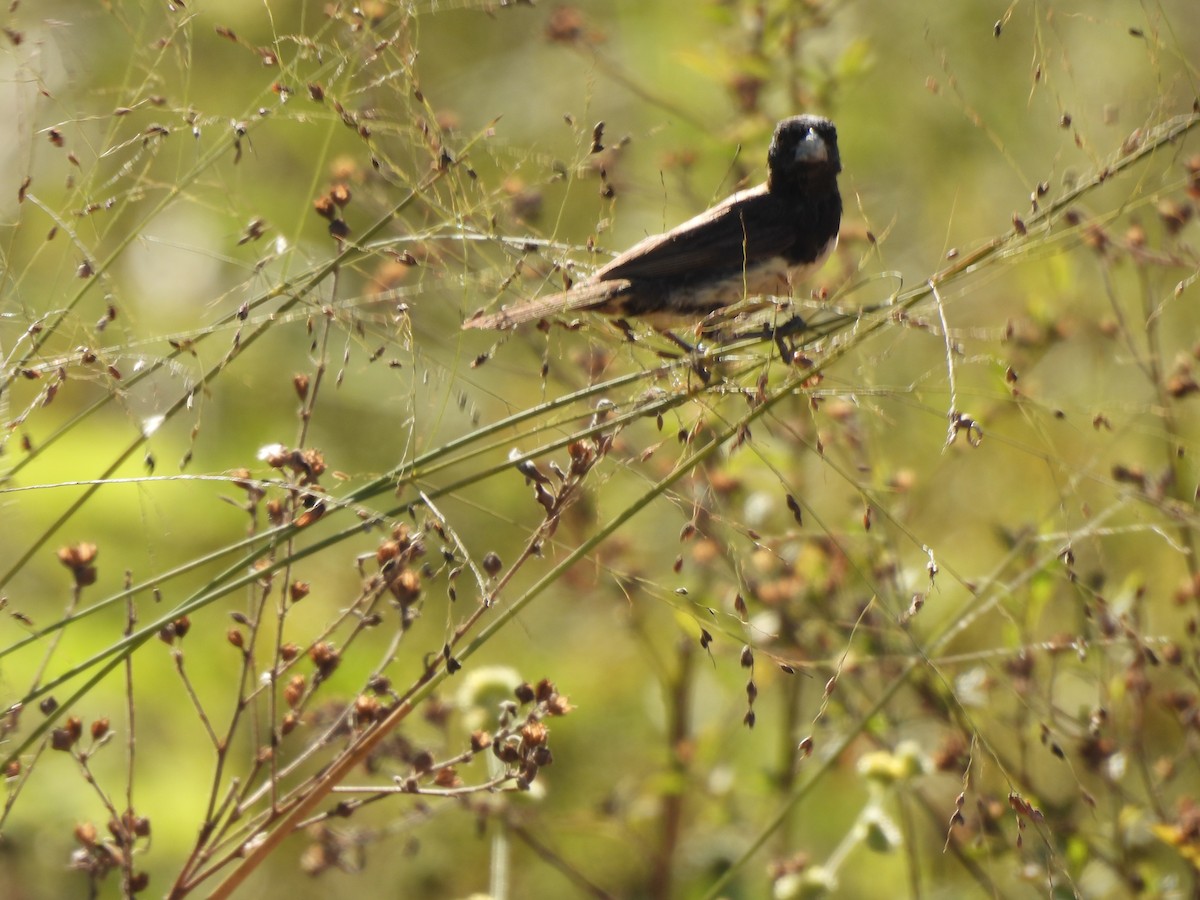 Yellow-bellied Seedeater - Iza Alencar