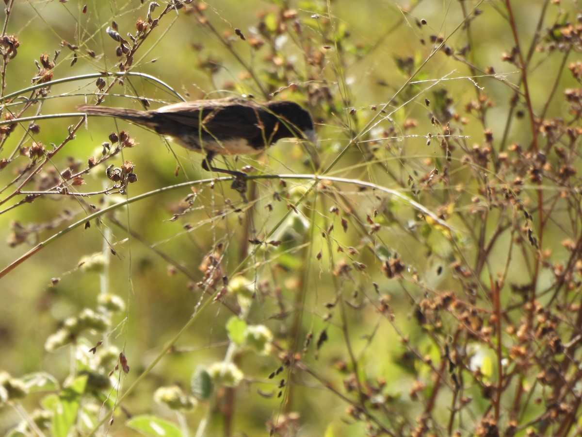 Yellow-bellied Seedeater - Iza Alencar