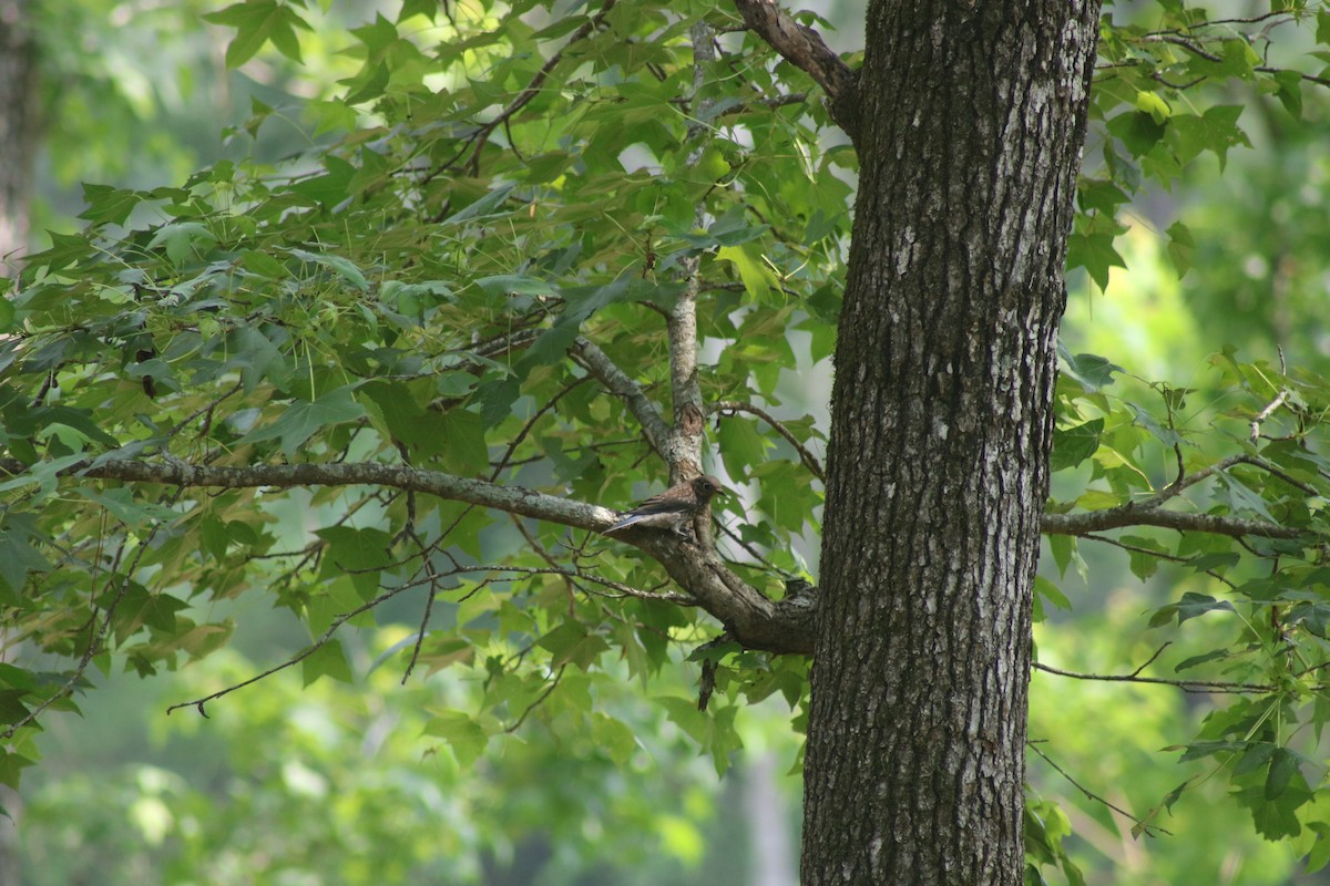 Eastern Bluebird - ML619637420