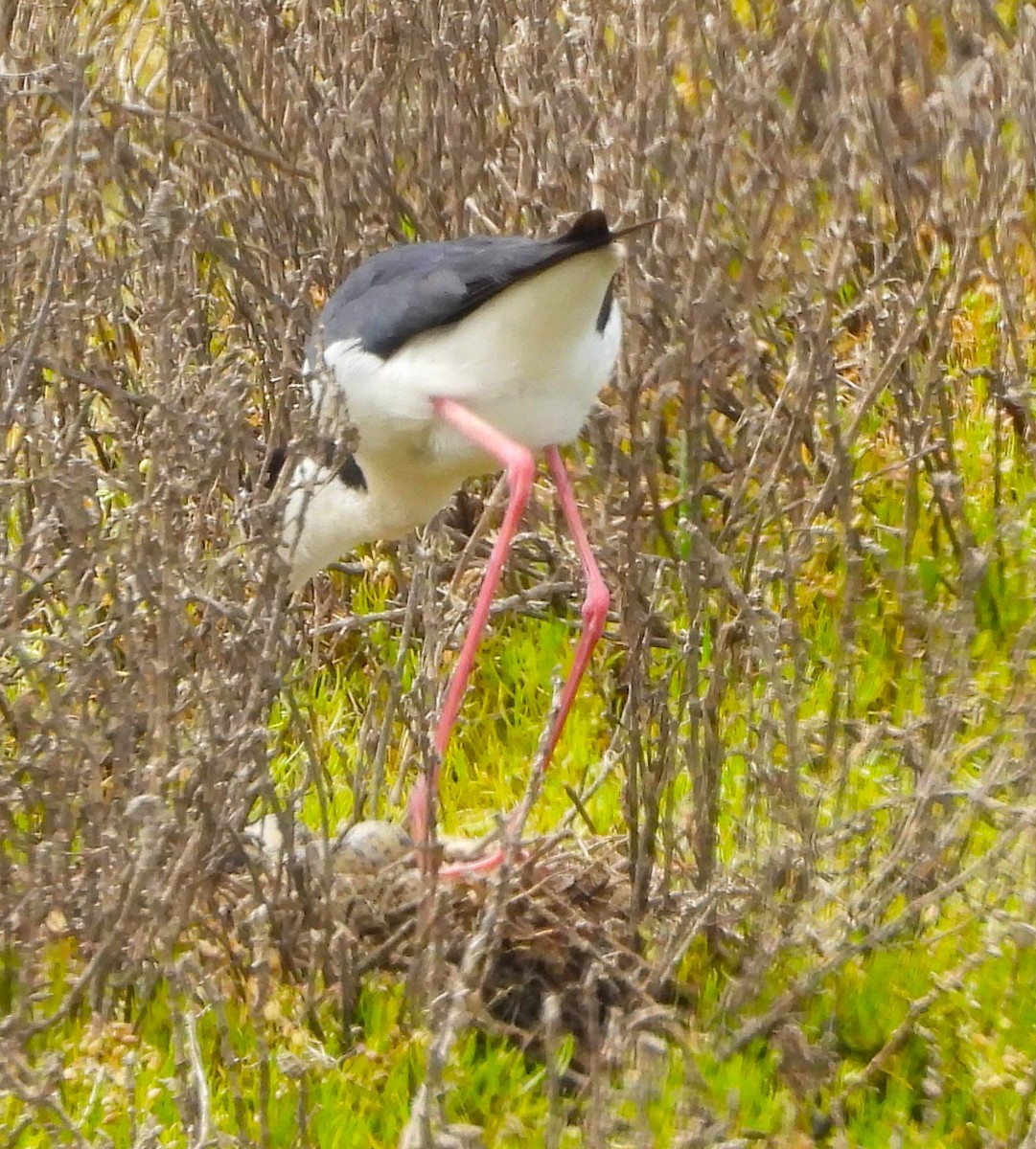 Black-necked Stilt - Lynn Scarlett