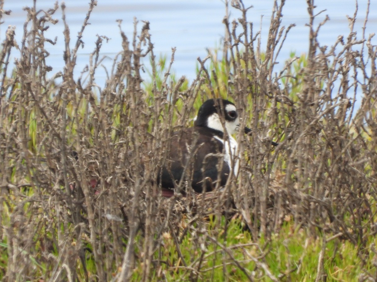 Black-necked Stilt - Lynn Scarlett