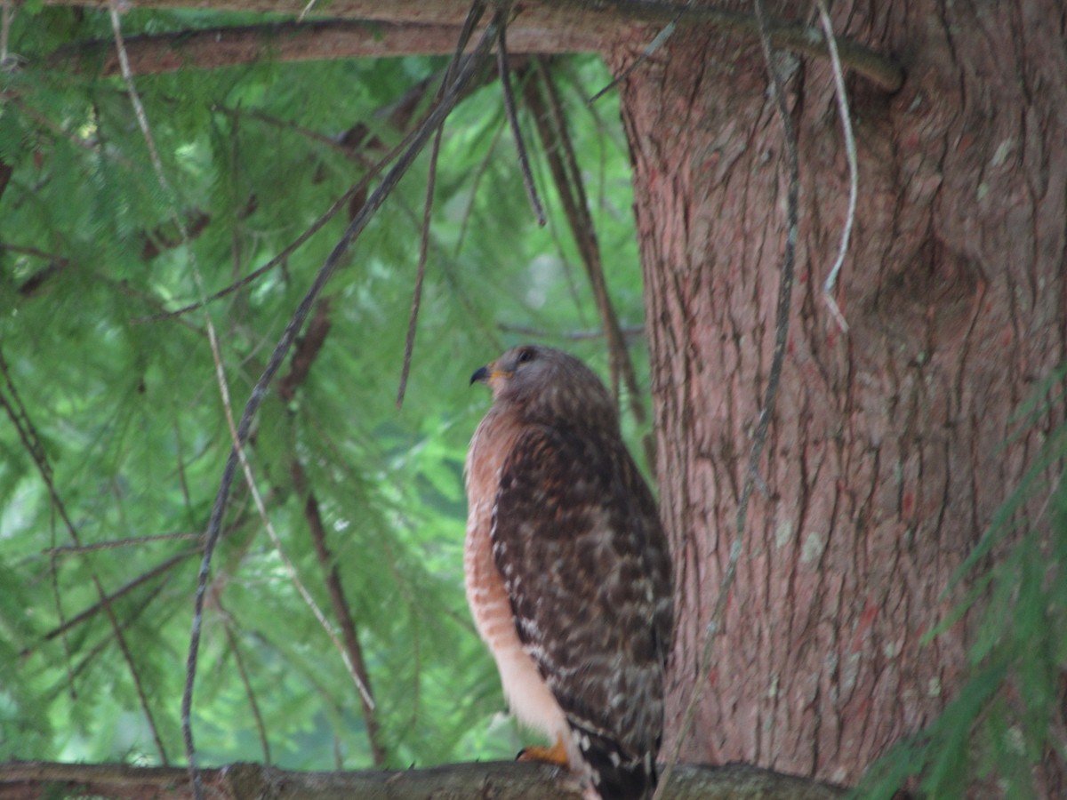 Red-shouldered Hawk - jerry hutchinson