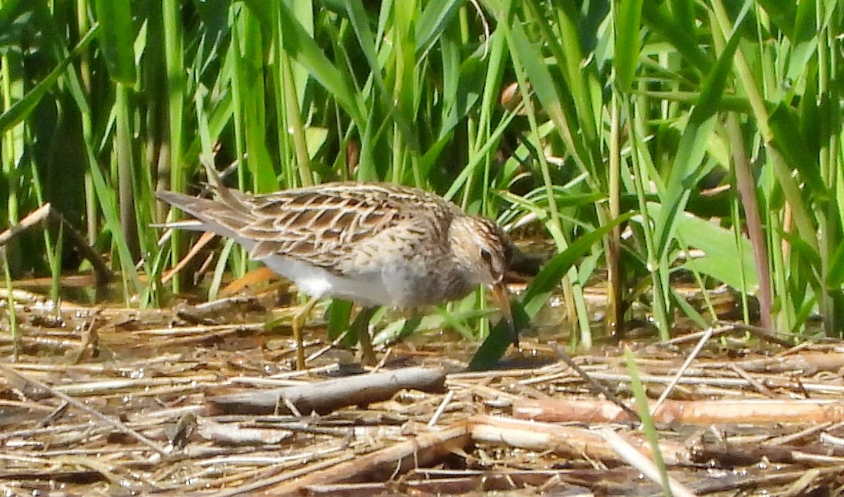 Pectoral Sandpiper - Bonnie Heinecke