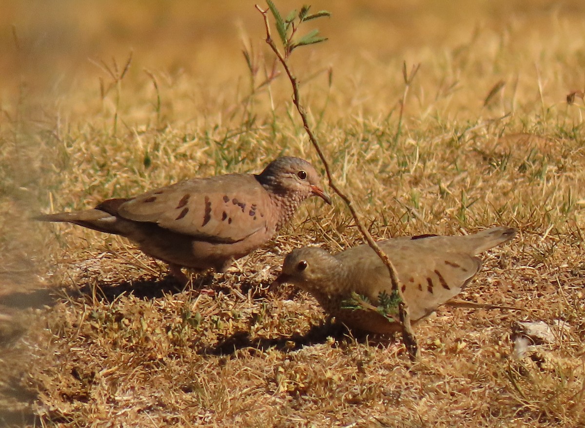 Common Ground Dove - Mark Stevenson