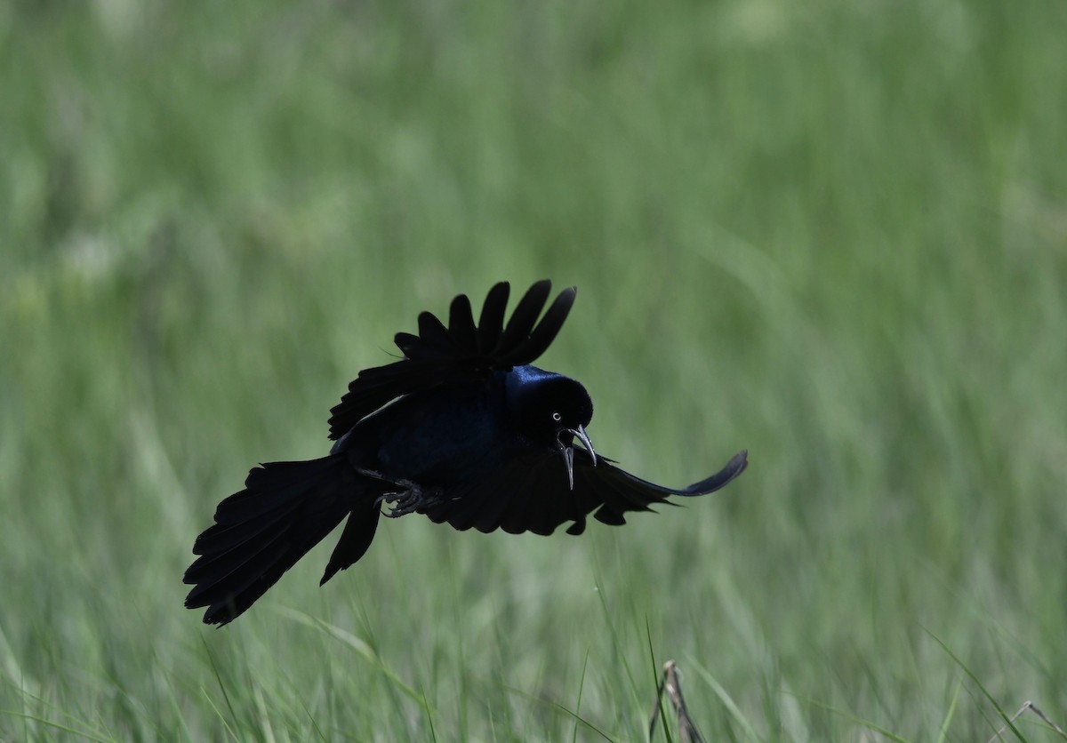 Boat-tailed Grackle - Peter Paul