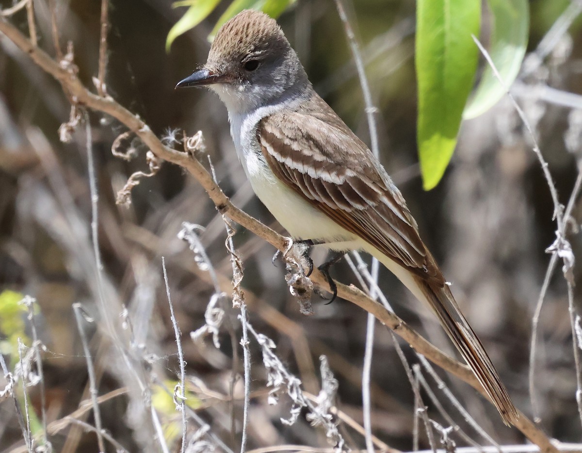 Ash-throated Flycatcher - Sally Veach