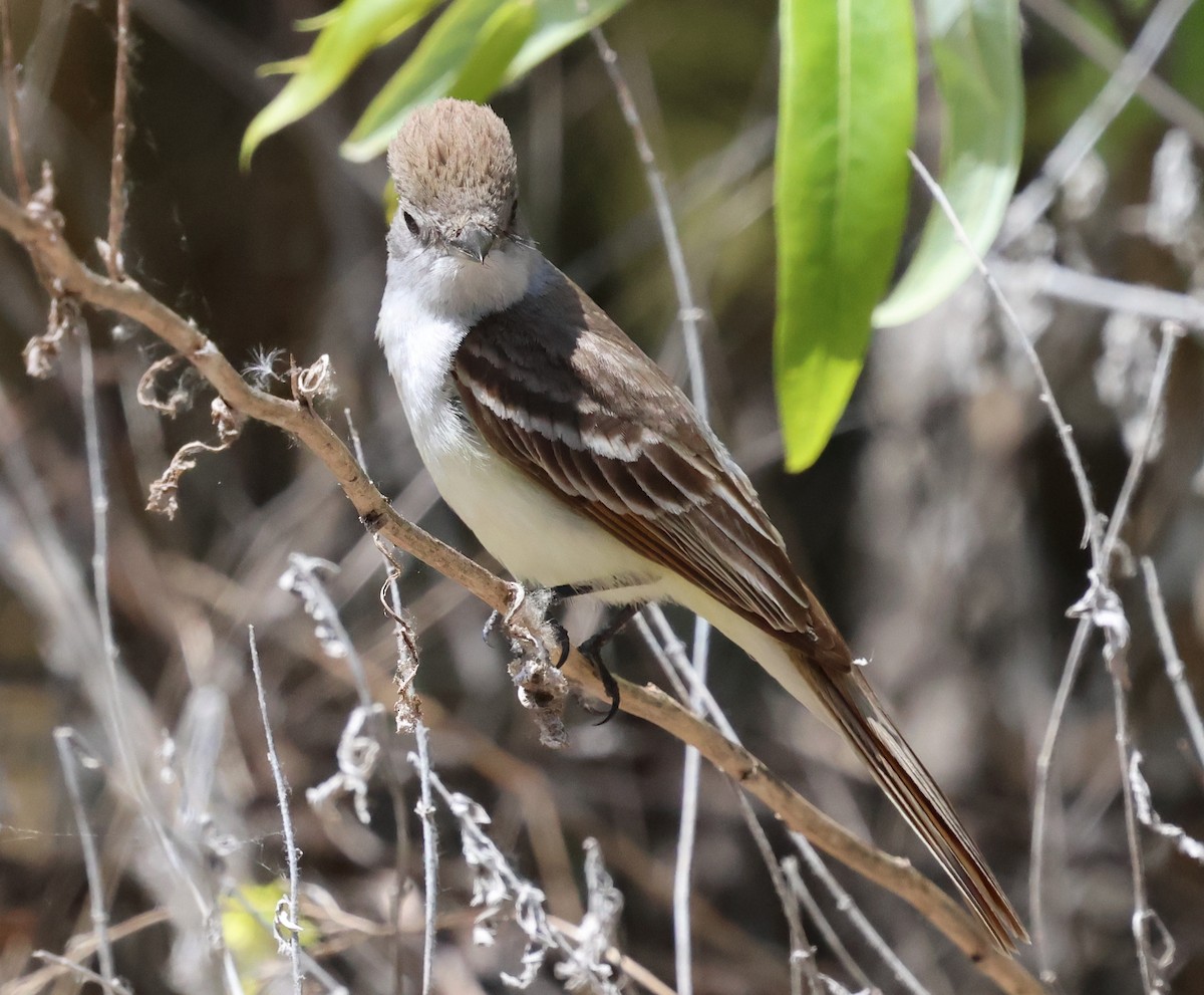 Ash-throated Flycatcher - Sally Veach