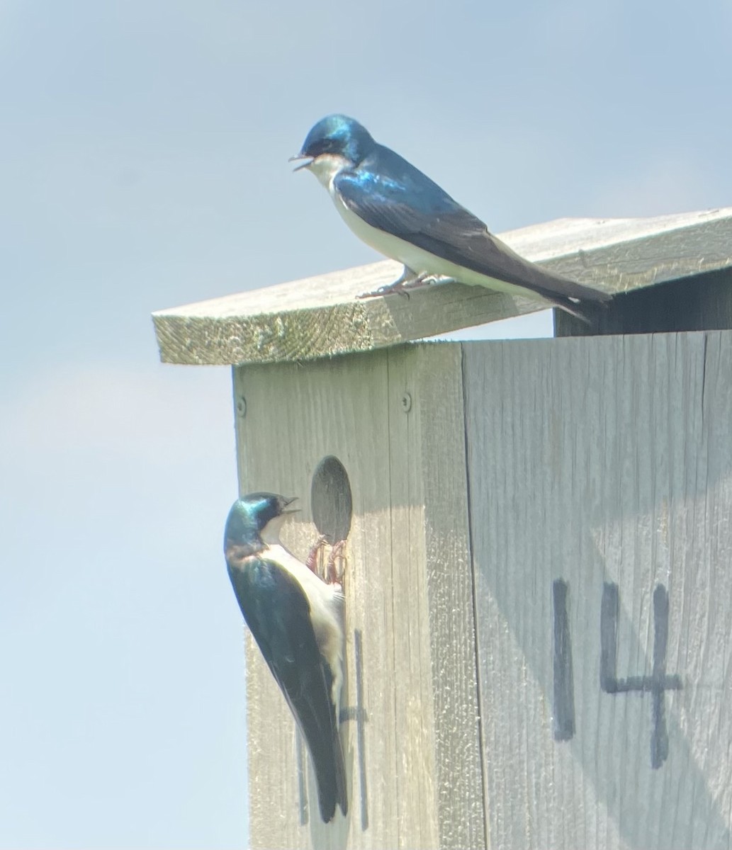 Tree Swallow - Colby Merrill