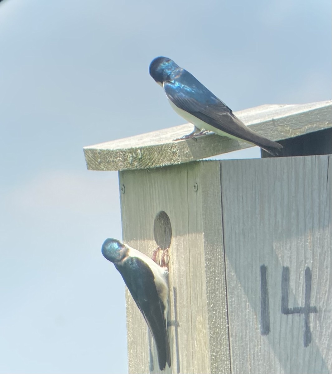 Tree Swallow - ML619637452