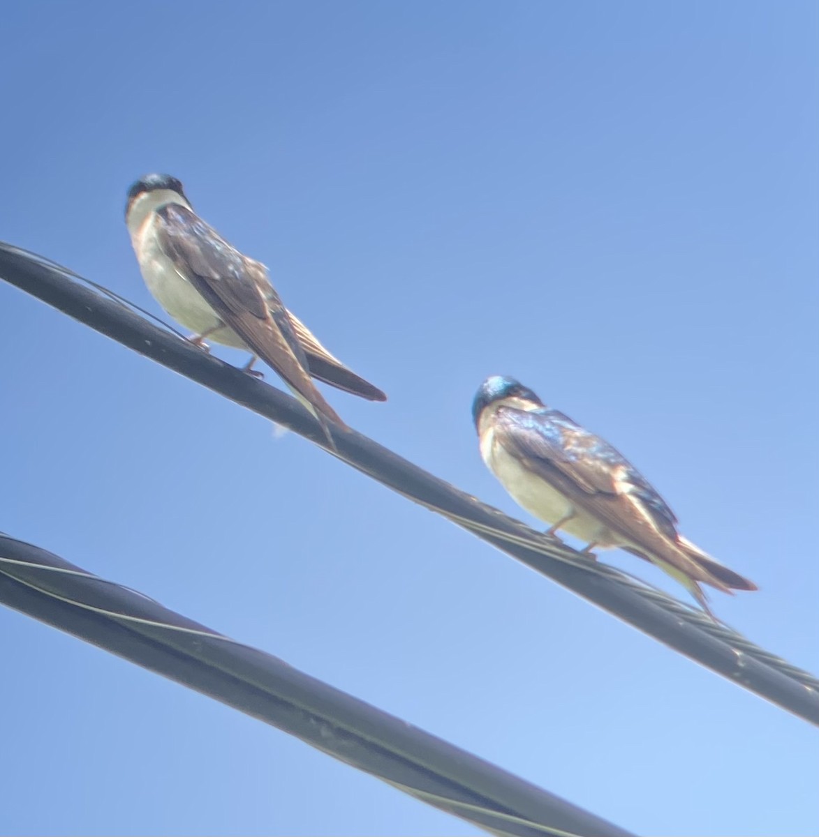 Tree Swallow - Colby Merrill