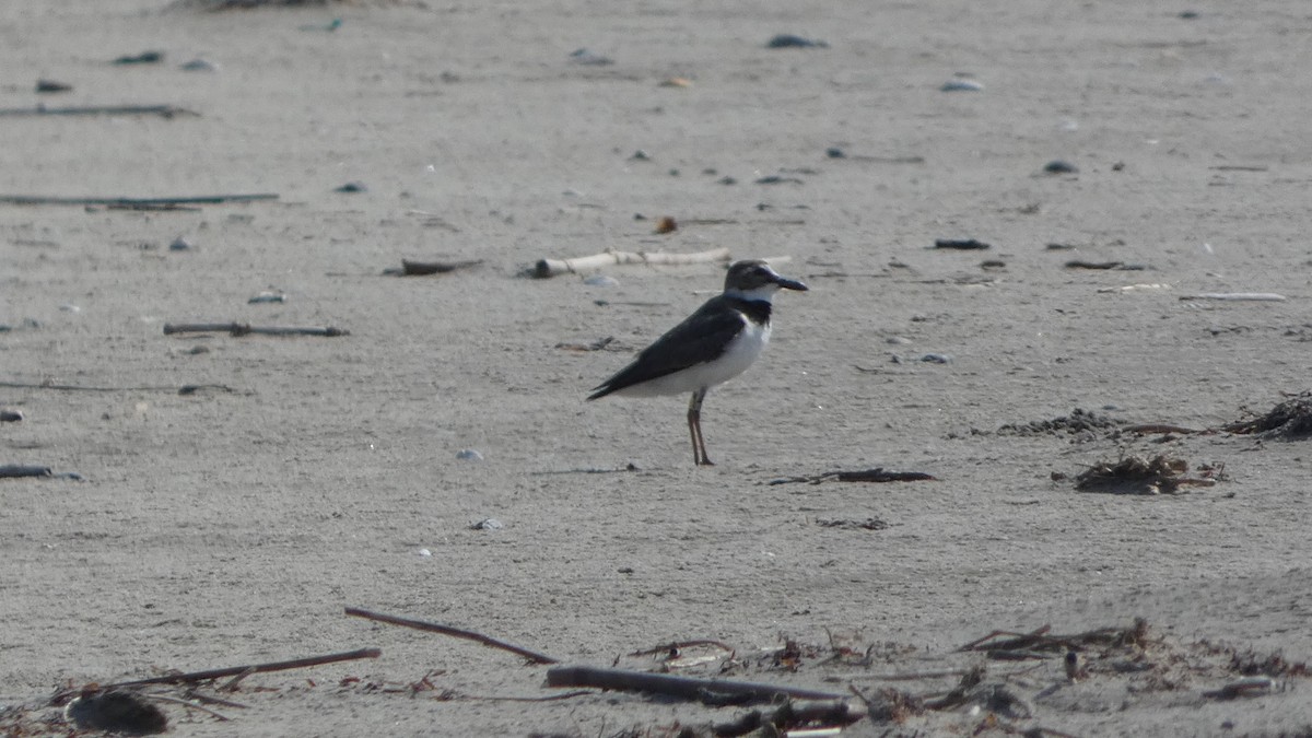 Wilson's Plover - Lynn Hollerman