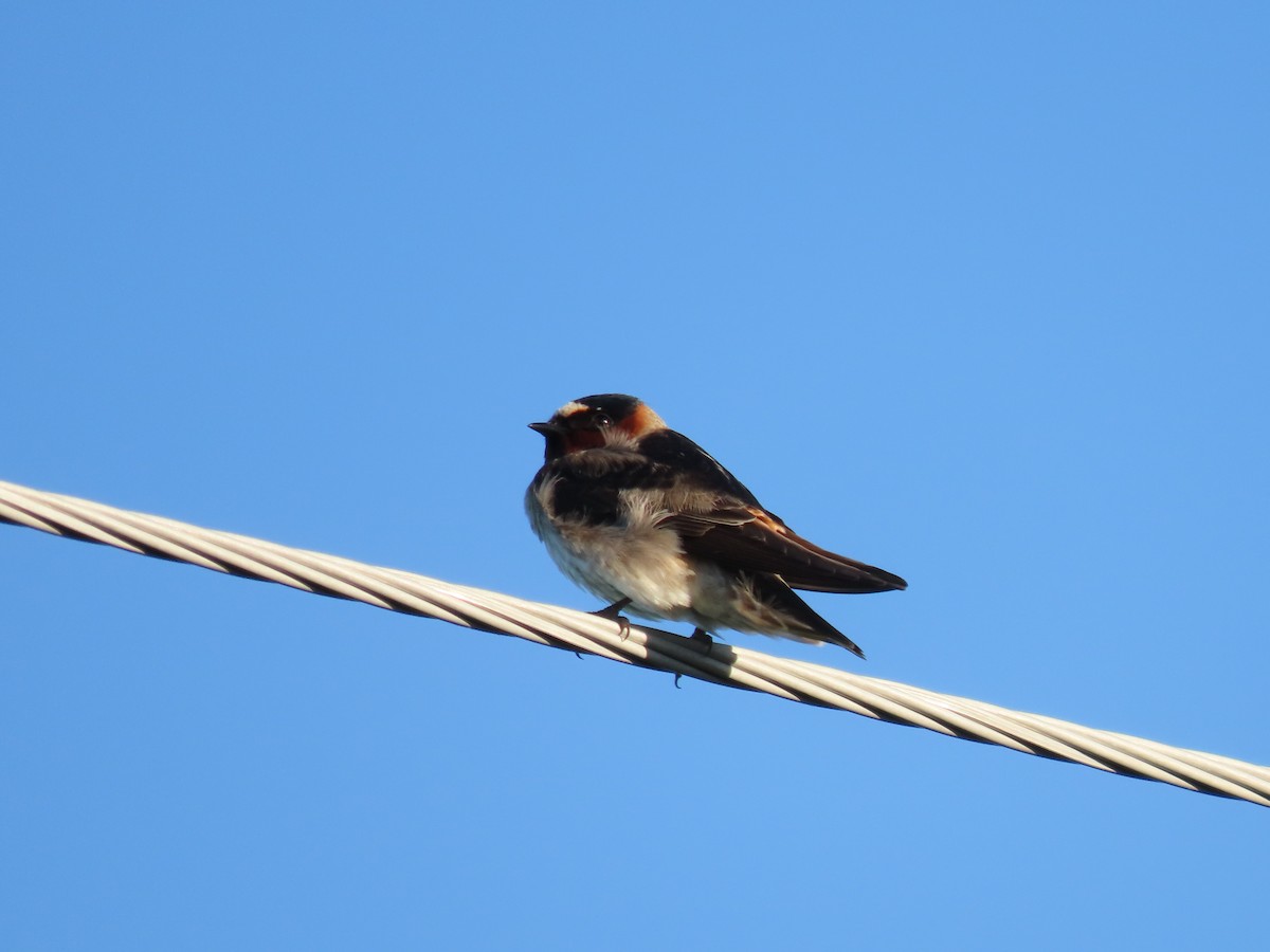 Cliff Swallow - Collin Smith