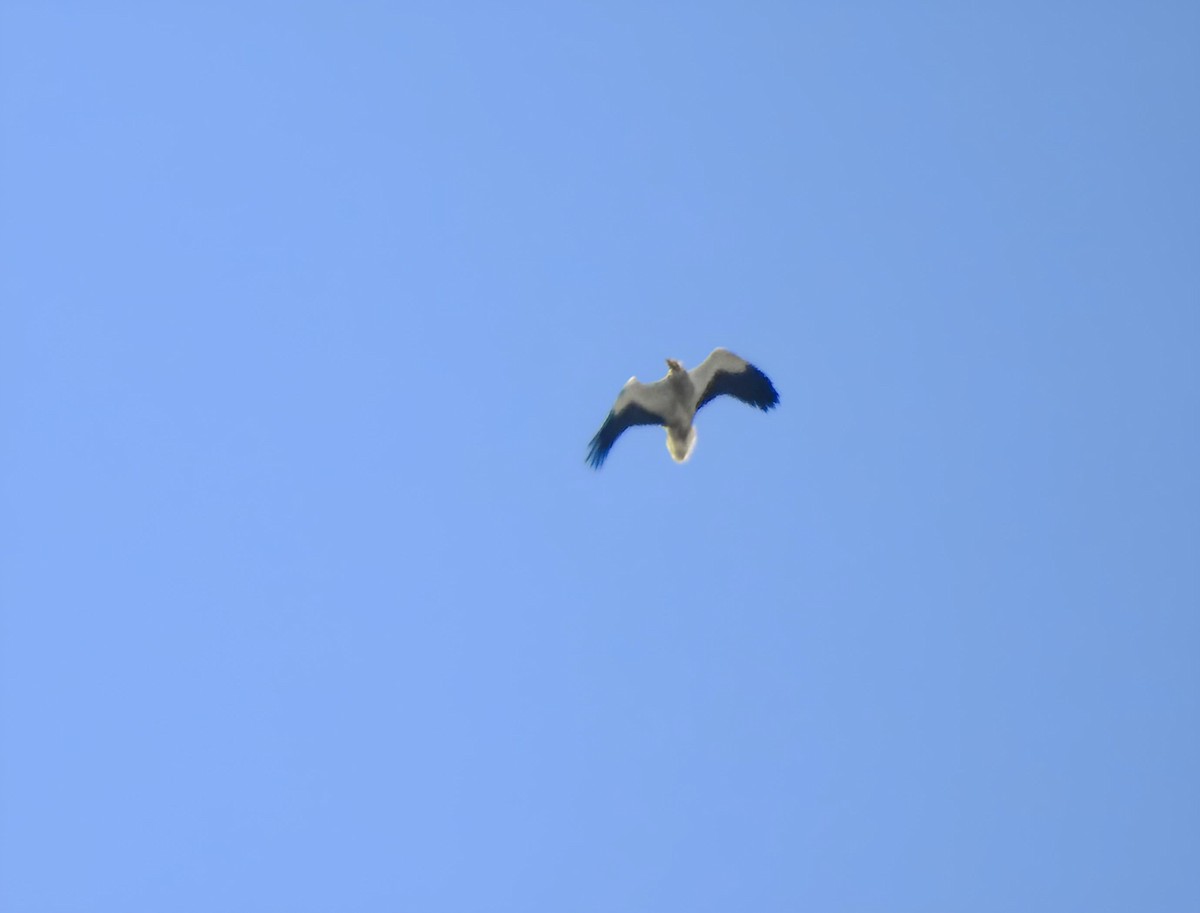 Egyptian Vulture - Akif Bayer