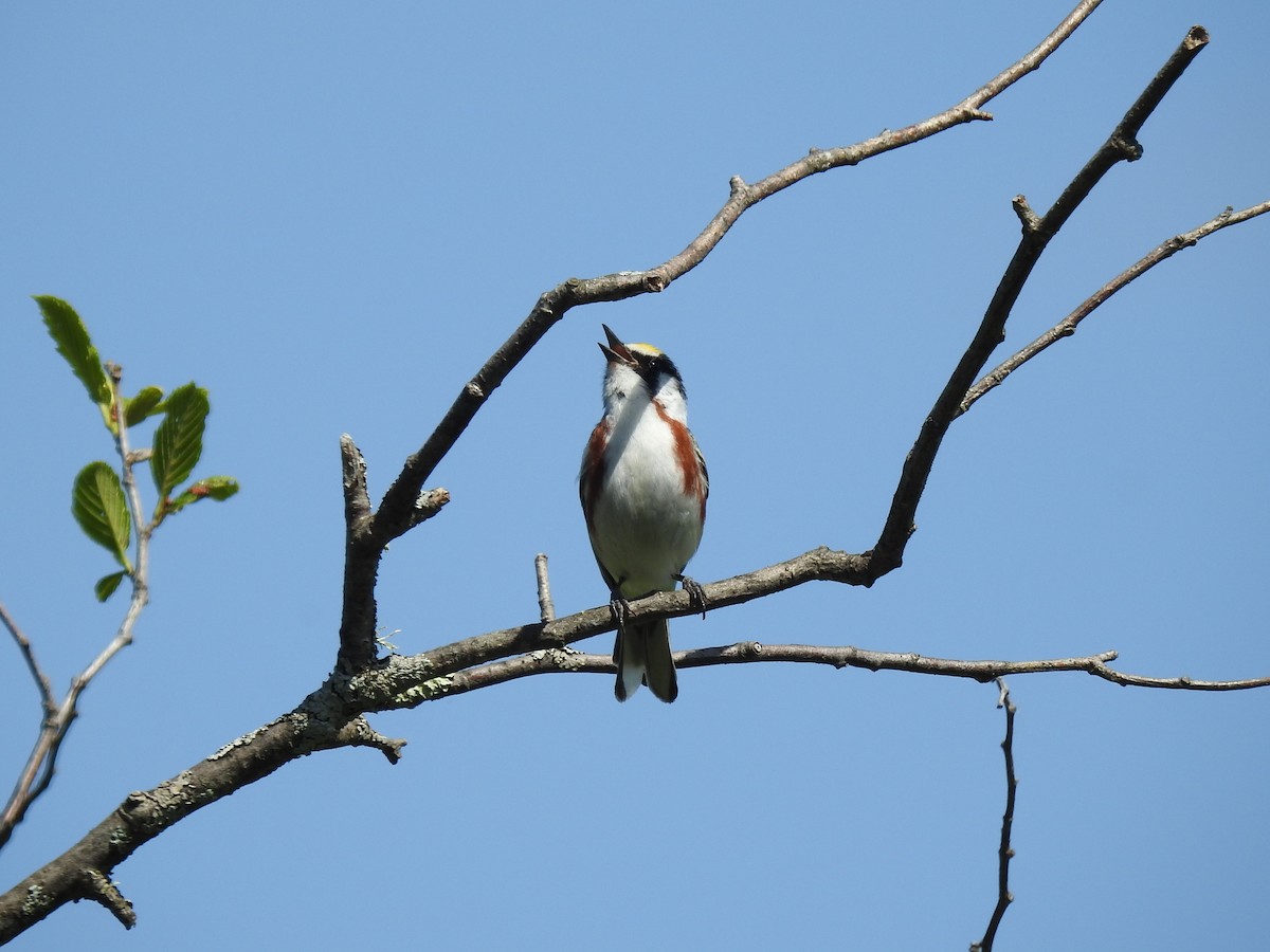 Chestnut-sided Warbler - Sue Lietz