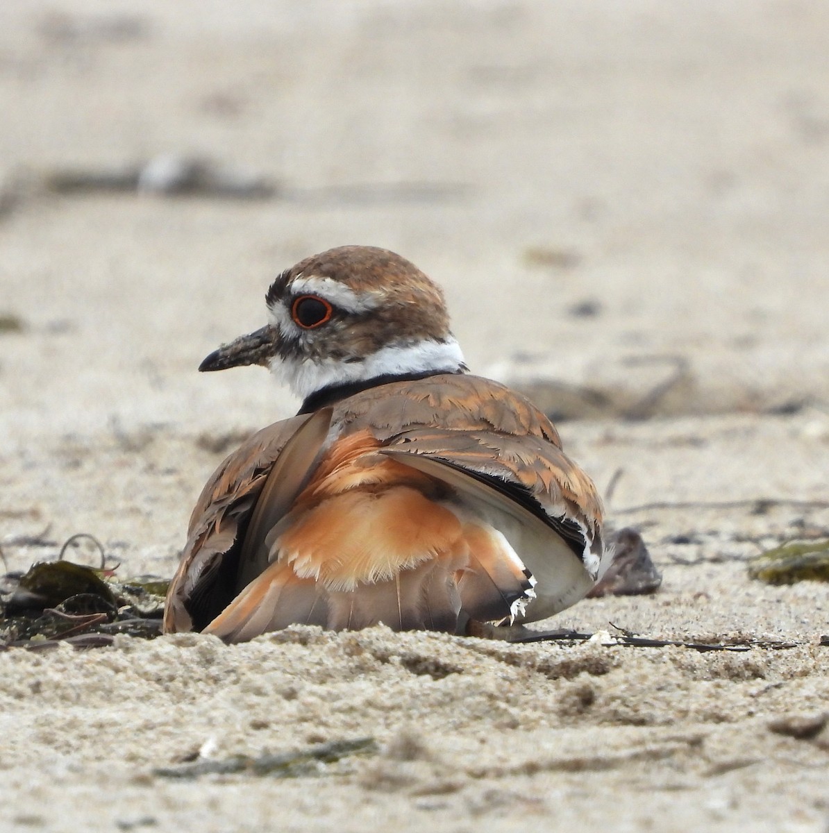 Killdeer - ML619637472