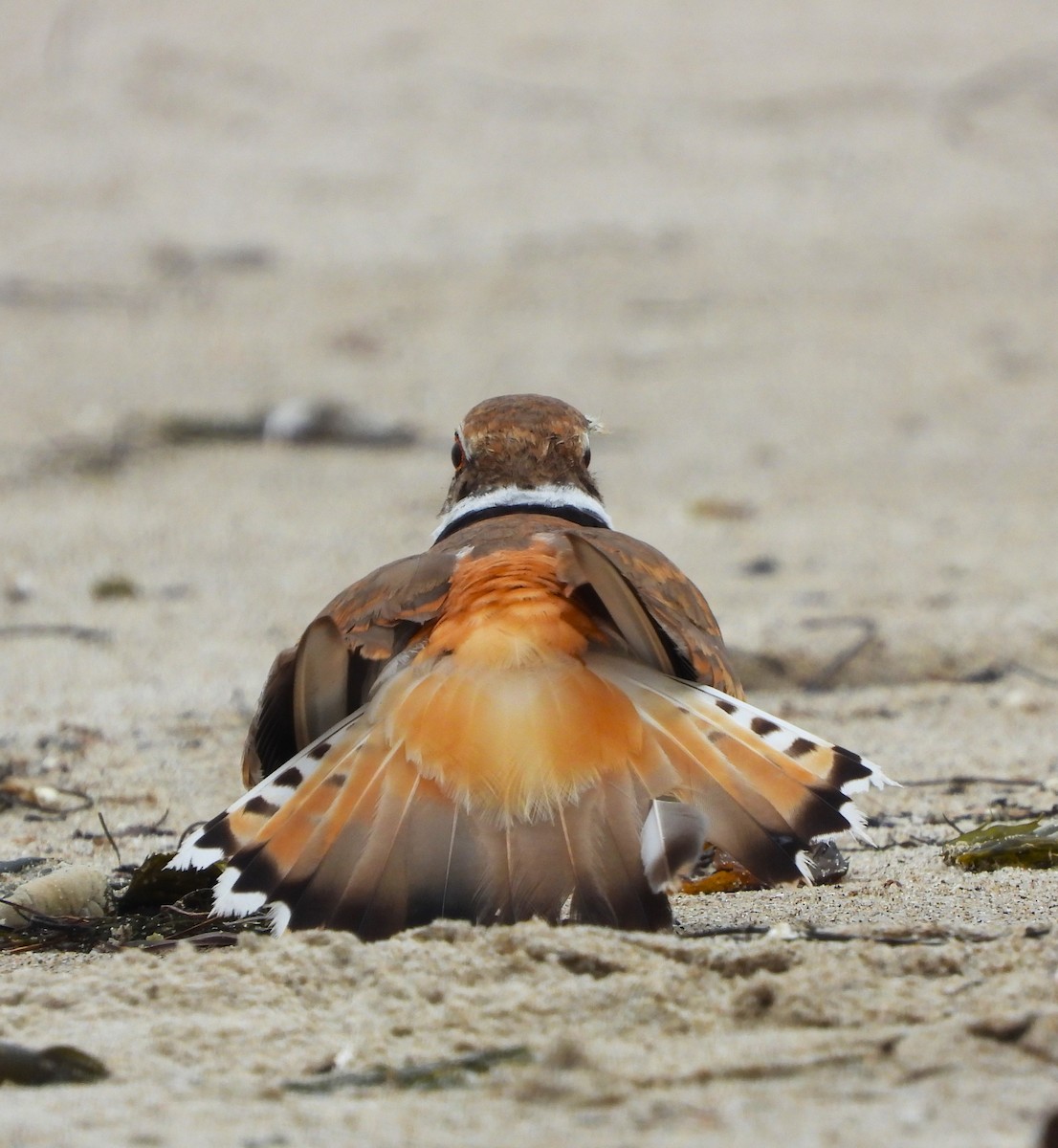 Killdeer - Lynn Scarlett