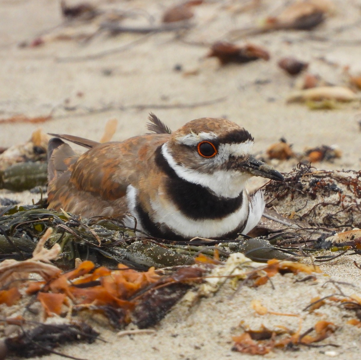 Killdeer - Lynn Scarlett