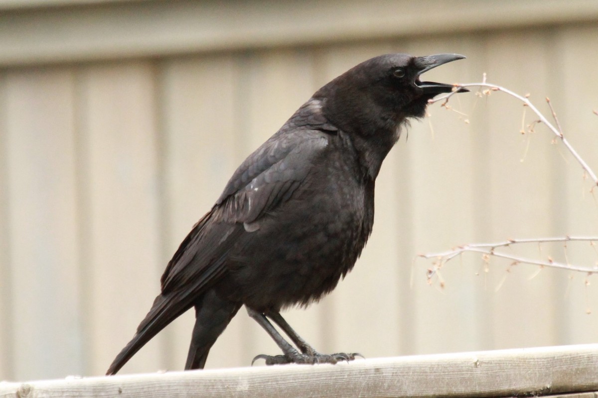 American Crow - Geoffrey Urwin