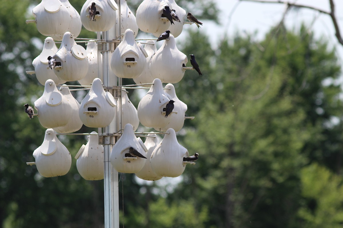 Purple Martin - Karen Lucas