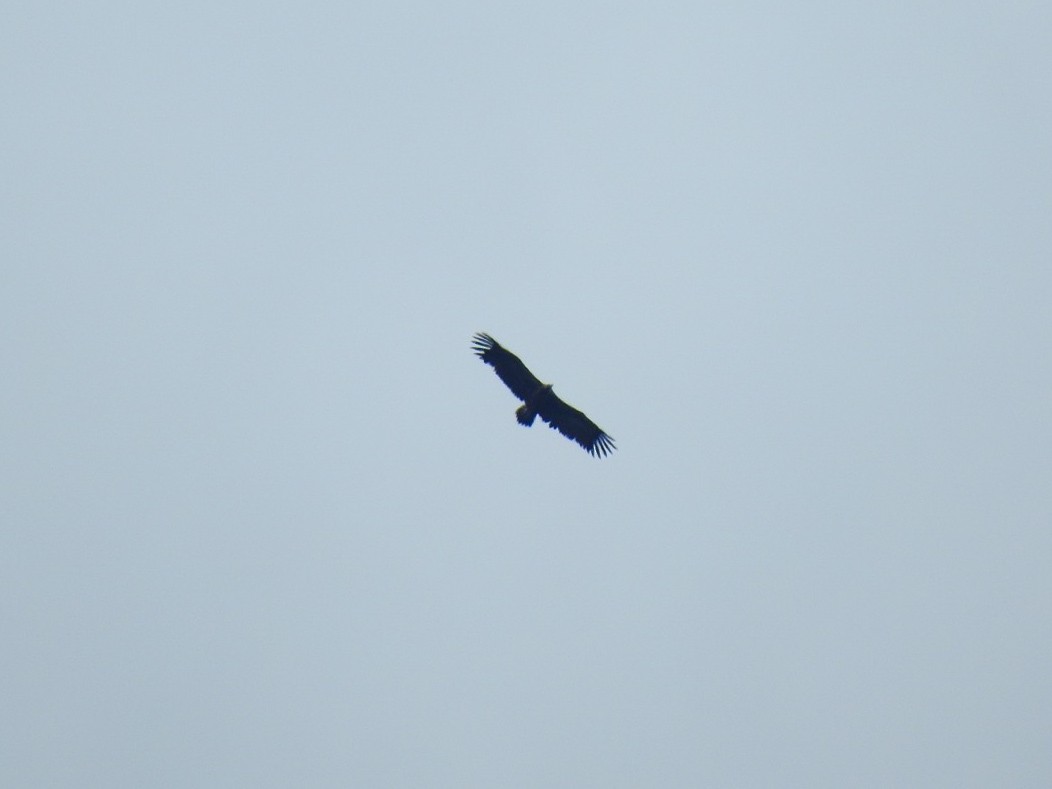 Cinereous Vulture - Akif Bayer