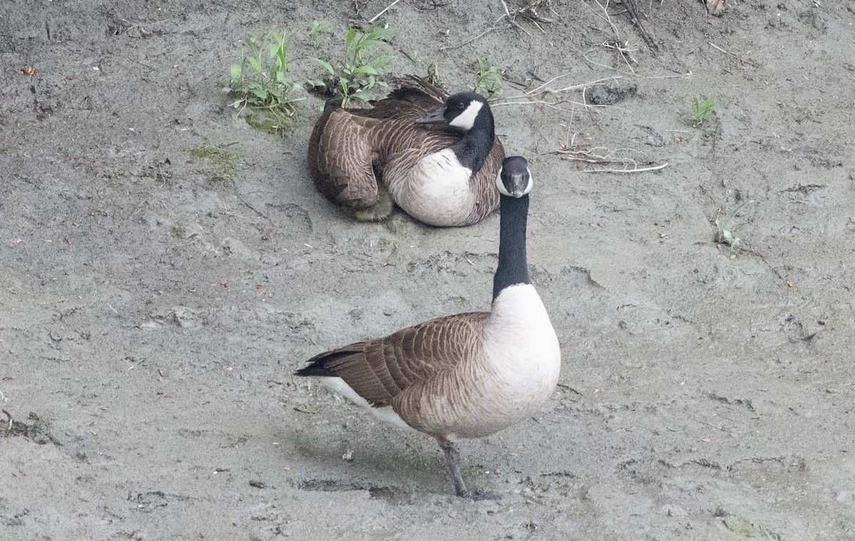 Canada Goose - Annie Lavoie