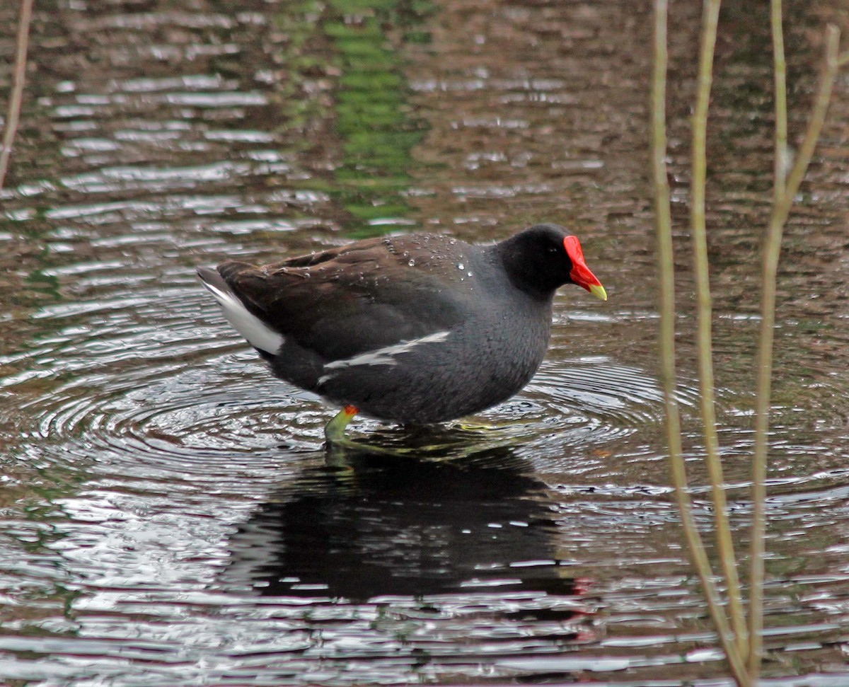 Common Gallinule - wr fortner