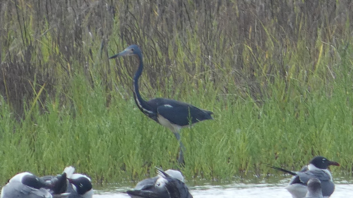 Tricolored Heron - Lynn Hollerman