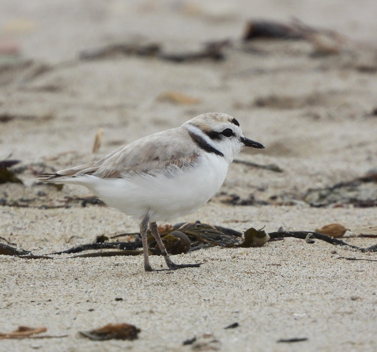 Snowy Plover - Lynn Scarlett