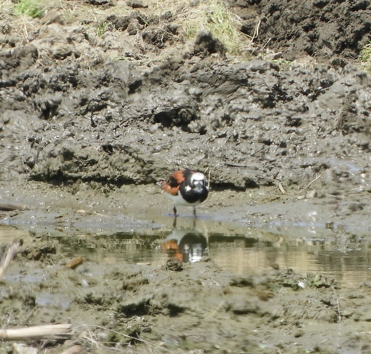 Ruddy Turnstone - ML619637501