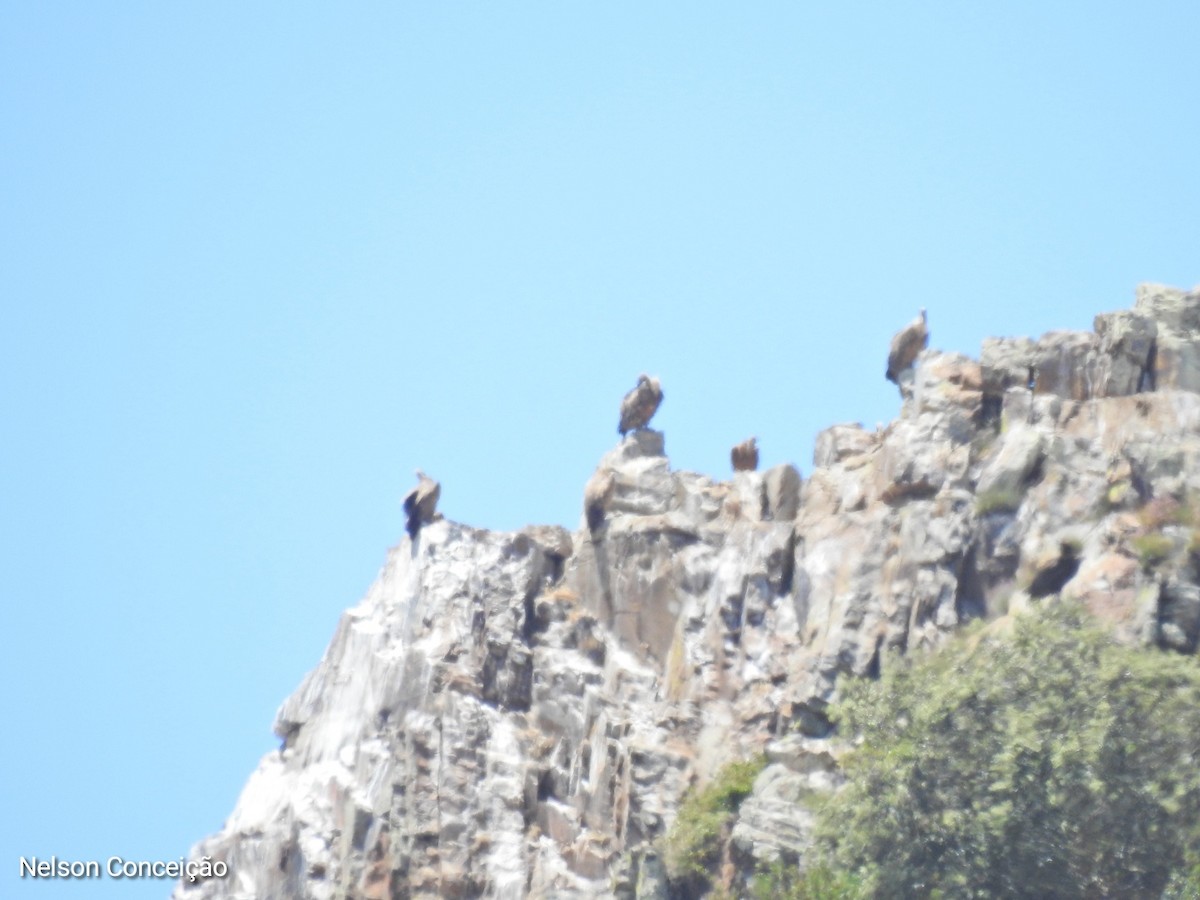 Eurasian Griffon - Nelson Conceição