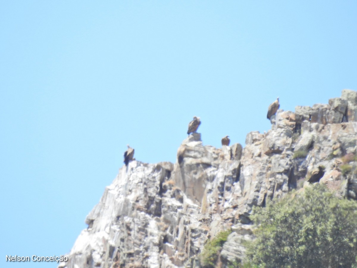 Eurasian Griffon - Nelson Conceição