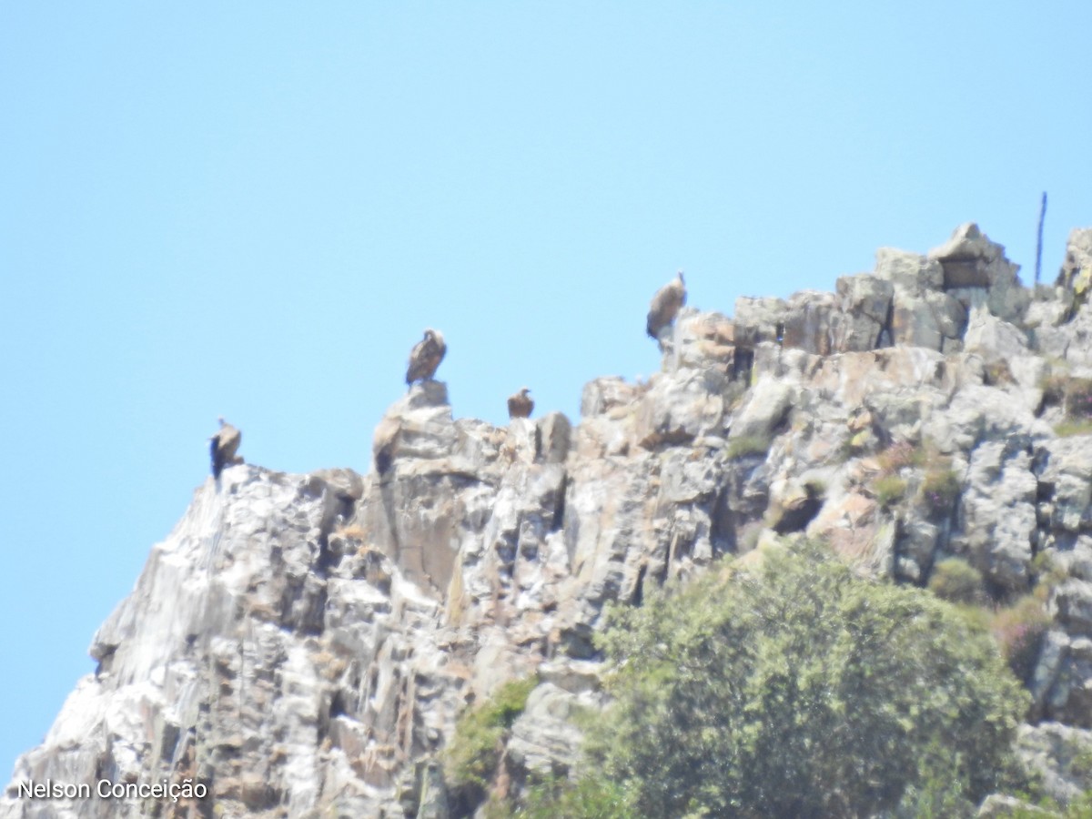 Eurasian Griffon - Nelson Conceição